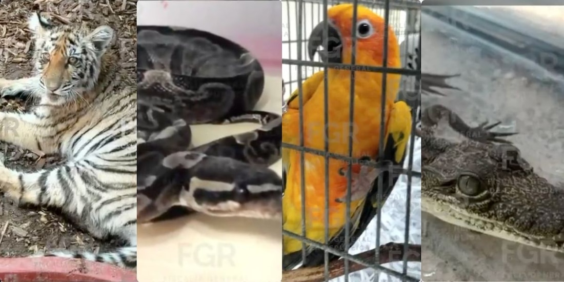 Aseguran fauna silvestre en vivienda de Zapopan