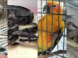 Aseguran fauna silvestre en vivienda de Zapopan