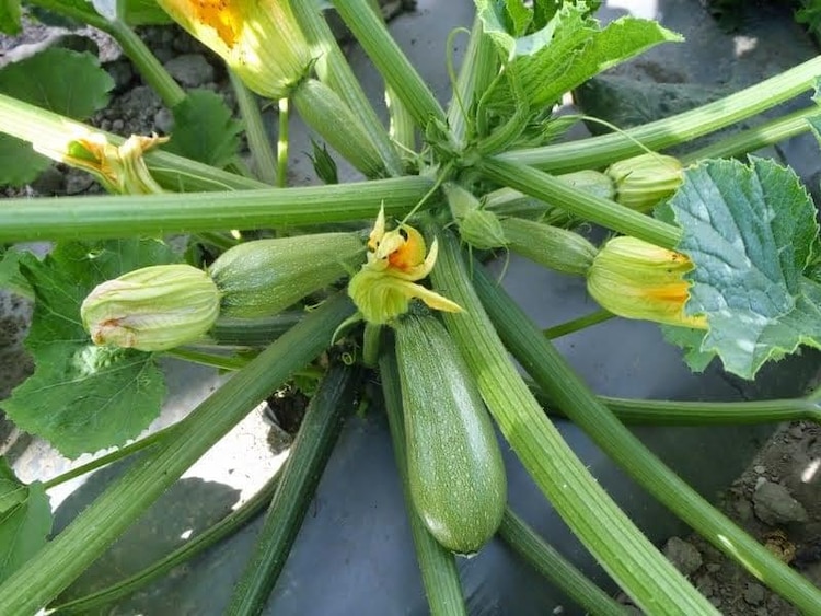 Productos agrícolas