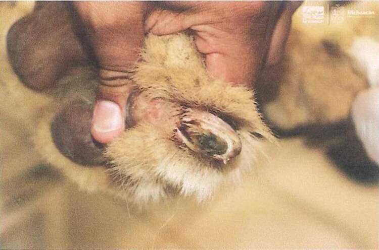 El león tiene un alto grado de desnutrición.