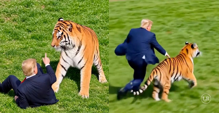 Video de Donald Trump con el tigre