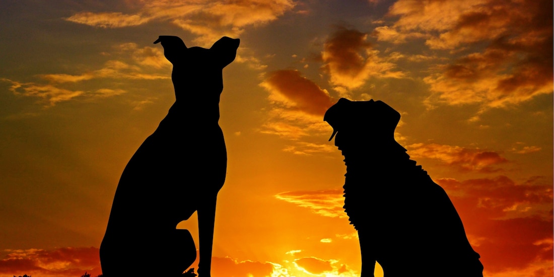 ¿Cuáles son los perro Caramelo?