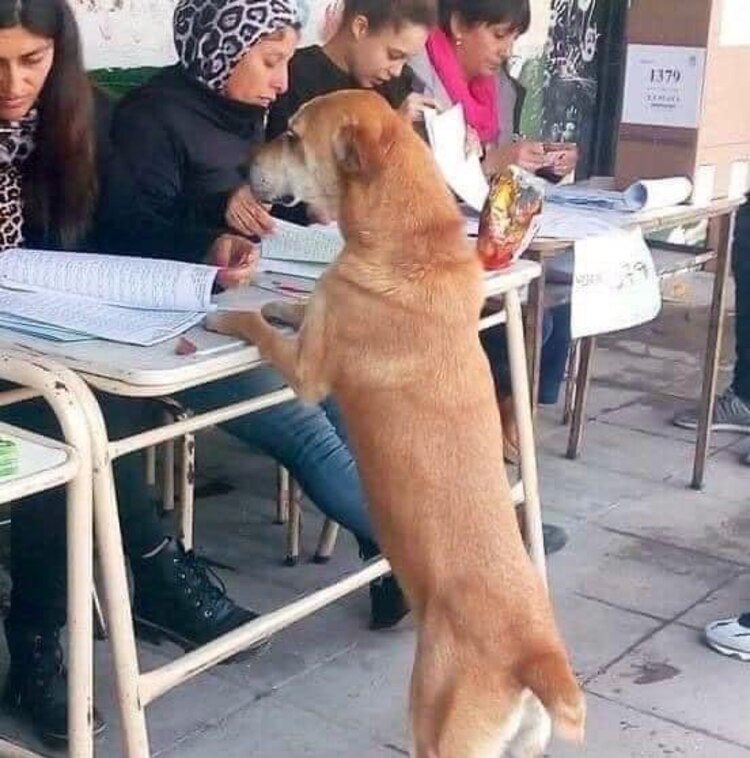 Memes de la jornada electoral