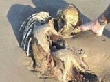 Encuentran restos de una supuesta sirena en la playa