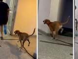 Perrito causó sensación en Twitter por imitar a su dueño que tiene un pie enyesado.