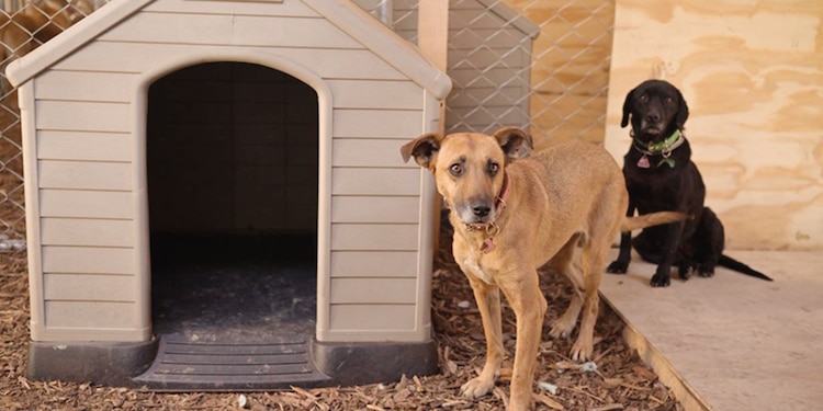 Espacios donde son resguardados los lomitos en instalaciones de la BVA.