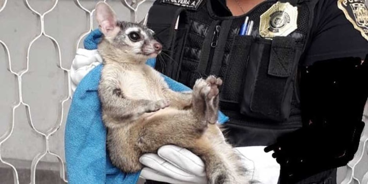 Así rescataron a un cacomixtle en CDMX, en 2023.