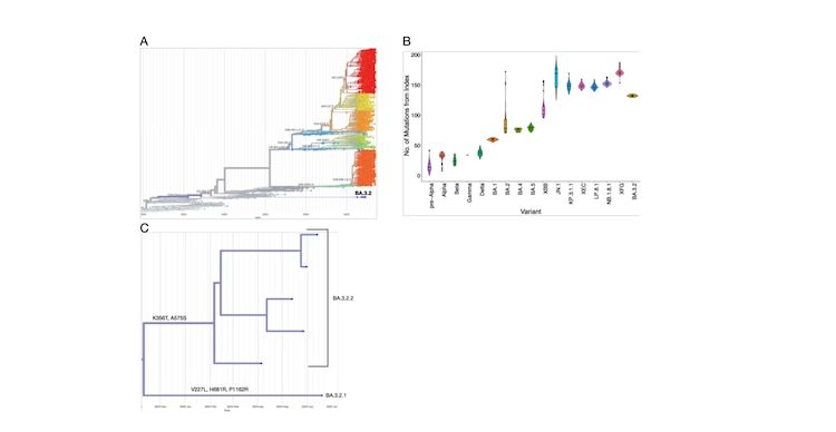 Figura 1: Evolución de las variantes del SARS-CoV-2 a lo largo del tiempo. 1A. Árbol filogenético global de Nextstrain con submuestreo de variantes del SARS-CoV-2, centrado en los últimos 6 meses, con las puntas de BA.3.2 marcadas en negrita. 1B. Basado en 1A, muestra el número de mutaciones del índice. 1C. Subárbol de 1A que muestra la divergencia de BA.3.2 en dos sublinajes: BA.3.2.1 y BA.3.2.2. Las mutaciones de la proteína Spike dan lugar a los dos linajes mostrados en las ramas.