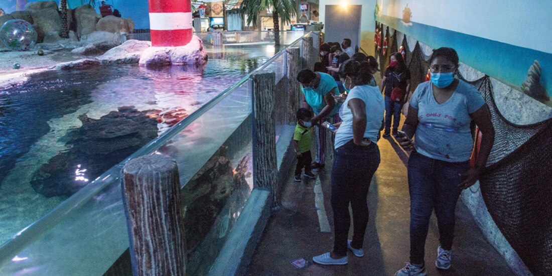 El Acuario Inbursa reabrió sus puertas al público y podrá entrar el 20 por ciento de su aforo. Cada visitante debe pasar por filtros sanitarios para ingresar; el lugar cuenta con medidas para evitar contagios.