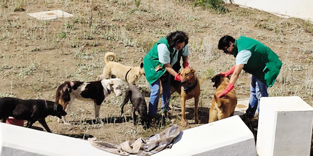Voluntarios cuidan a perros rescatados, el pasado 8 de enero.