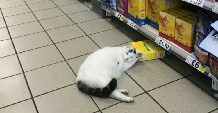 Mientras otros animales tratan de llevarse rápido la comida, este gato se quedó dormido