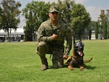 Los binomios caninos de la Secretaría de Marina participan en misiones de búsqueda, rescate y seguridad, respaldados por entrenamiento especializado y atención veterinaria.