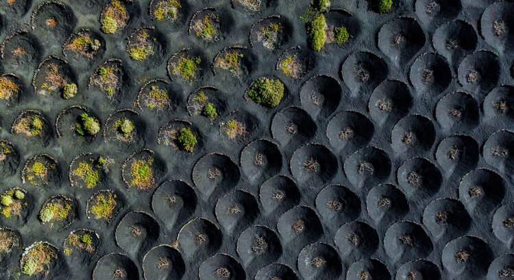 La Geria / Carlos Solinis Camalich