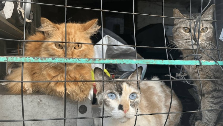 Mantén una mochila de emergencia con artículos de tus mascotas
