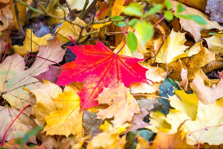 El fin del verano da pie al inicio del otoño.