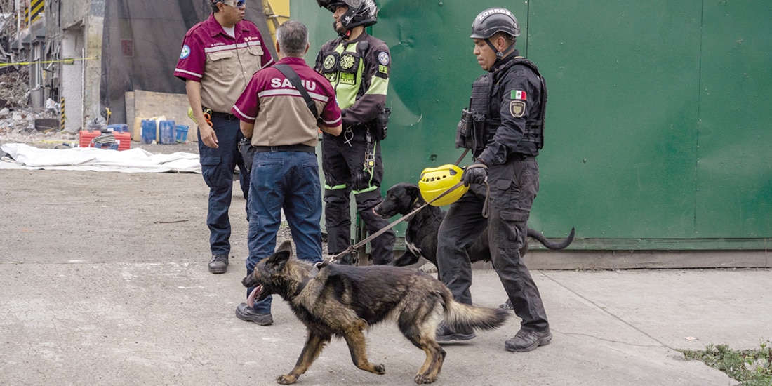 Binomios caninos, durante las labores de rescate, el 9 de marzo.