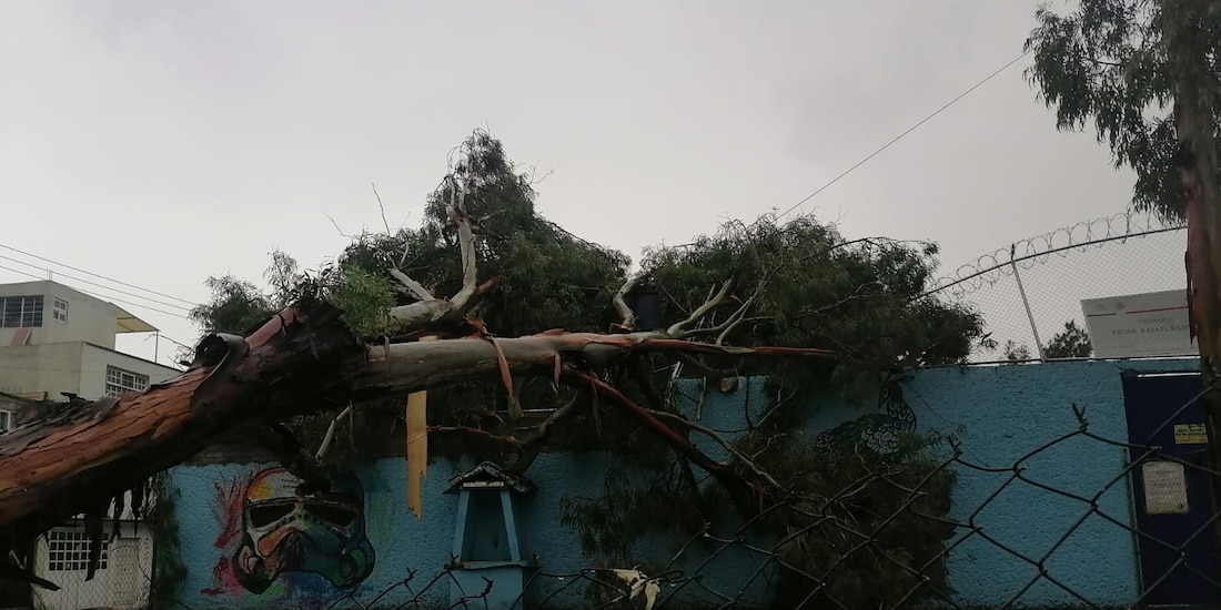Por la presencia de lluvias de esta tarde, se reportó la caída de árboles y de afectaciones viales.