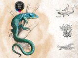 Perseguido por su belleza: el dragoncito azul mexicano está en riesgo de extinción