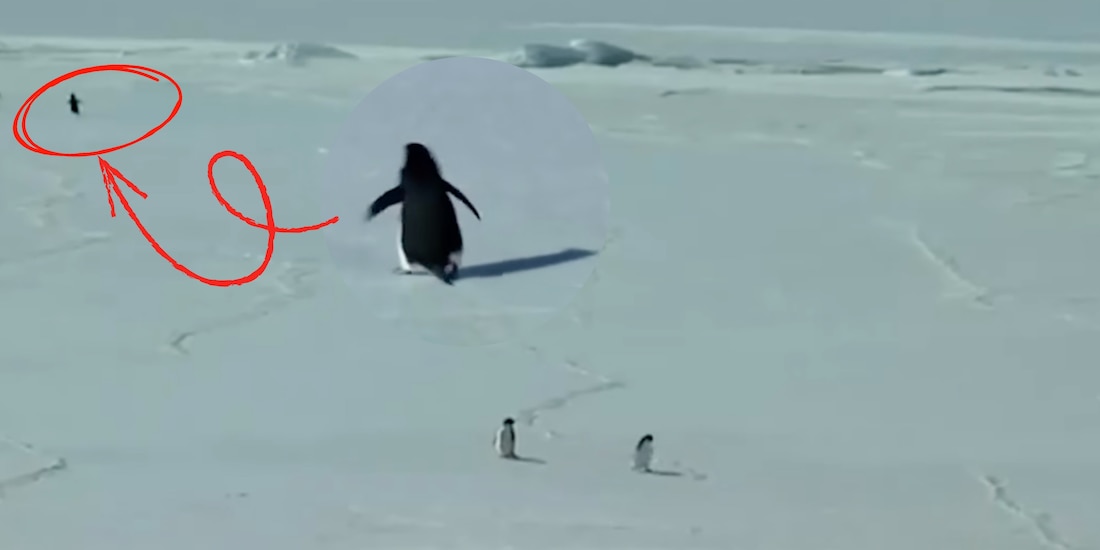 Video viral del pingüino caminando hacia las montañas
