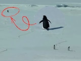 Video viral del pingüino caminando hacia las montañas