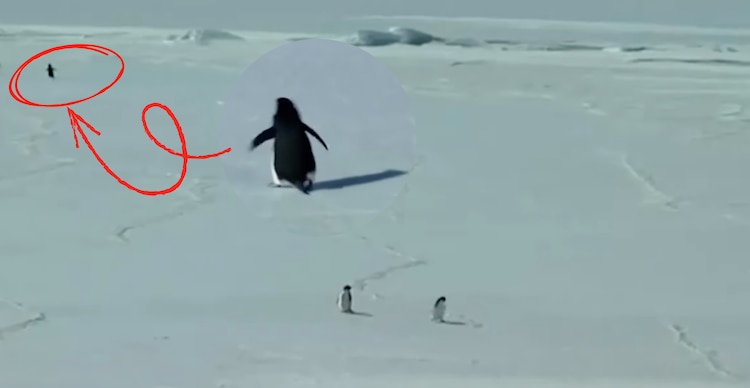 Video viral del pingüino caminando hacia las montañas