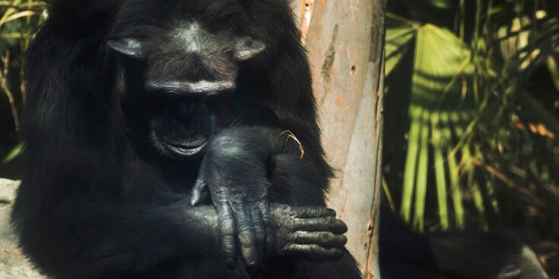 Un zoológico de Suecia mató a 3 chimpancés por huir.