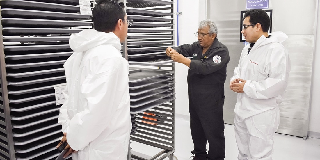 Personal de Senasica se prepara para soltar a 2.5 millones de insectos, ayer.