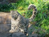 Un leopardo de las nieves dio positivo a COVID-19 en zoológico de San Diego.