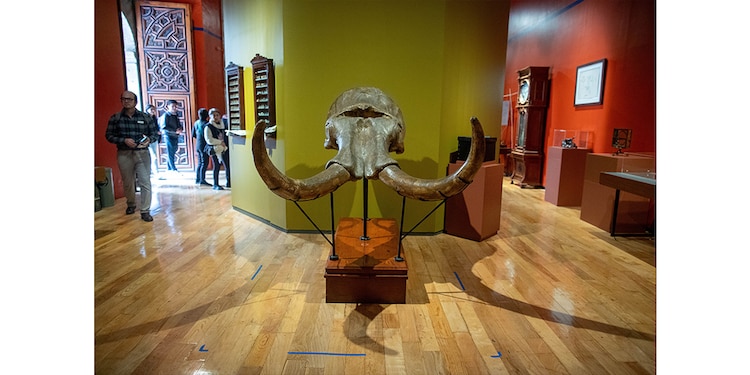 CRÁNEO de un mamut que conforma la muestra.