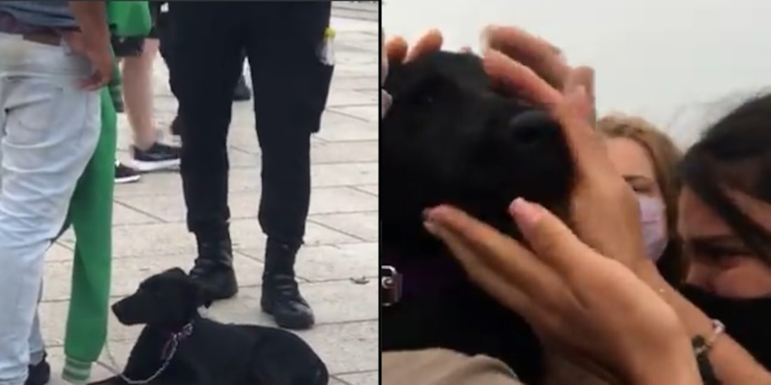 Paseantes le compran perro a un hombre que lo maltrataba