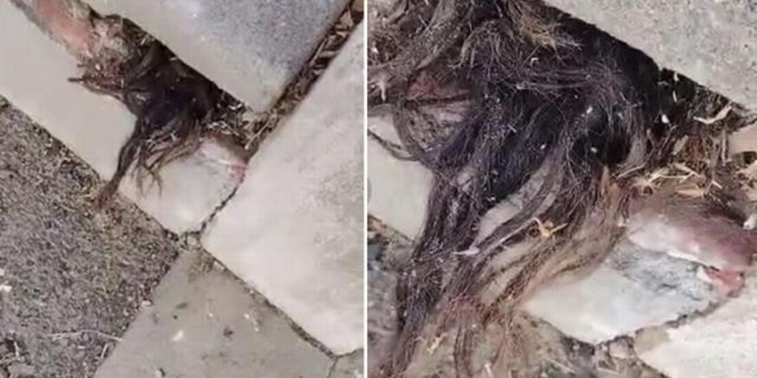 Captura del video donde se ve salir algo de cabello de una tumba