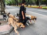 Joven cuidador de perros en Paseo de la Reforma.