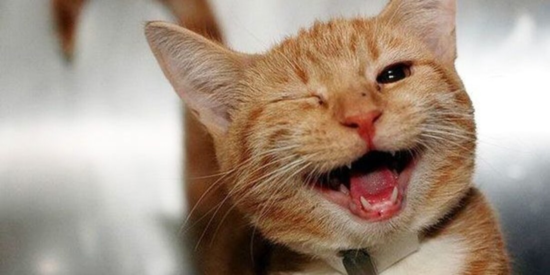 Imagen ilustrativa de un gato.