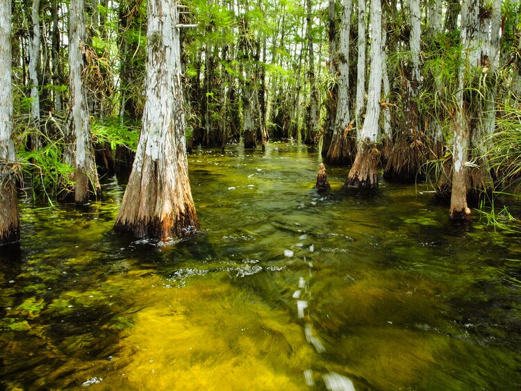 Parque Nacional Everglades, en Florida.
