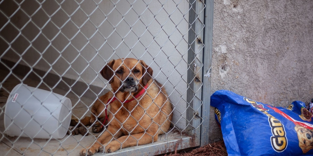 Deportivo Los Galeanos 10, uno de los tres albergues temporales para los perros rescatados