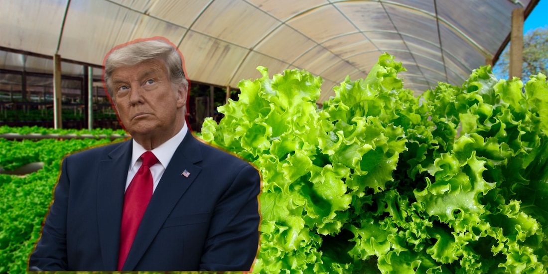 Presidente de Estados Unidos, Donald Trump