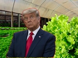 Presidente de Estados Unidos, Donald Trump