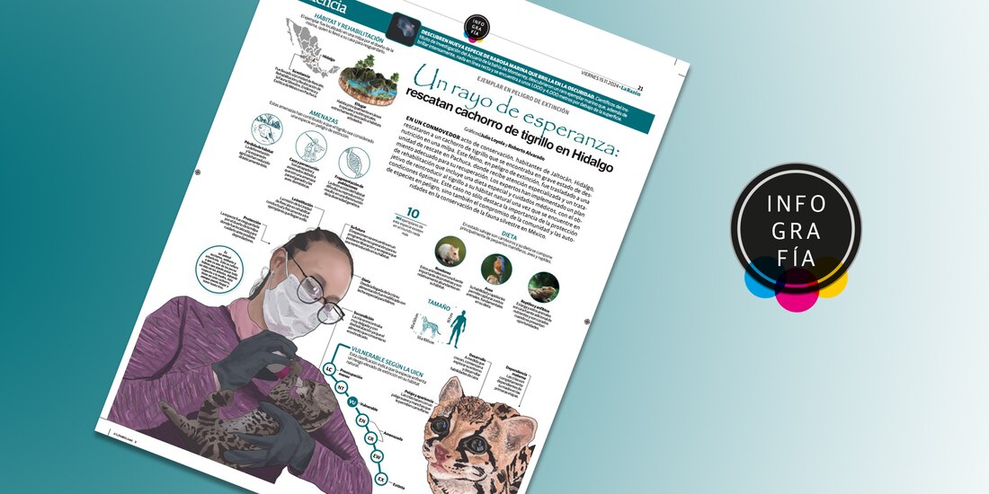 Cachorro de tigrillo