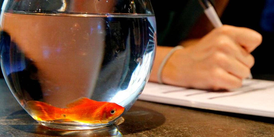 "Hay demanda de peceras, pero la realidad es que lo que ofrecemos a los niños es la posibilidad de ver morir lentamente a los peces dorados", dijo el director general de AgroBiothers, Matthieu Lambeaux