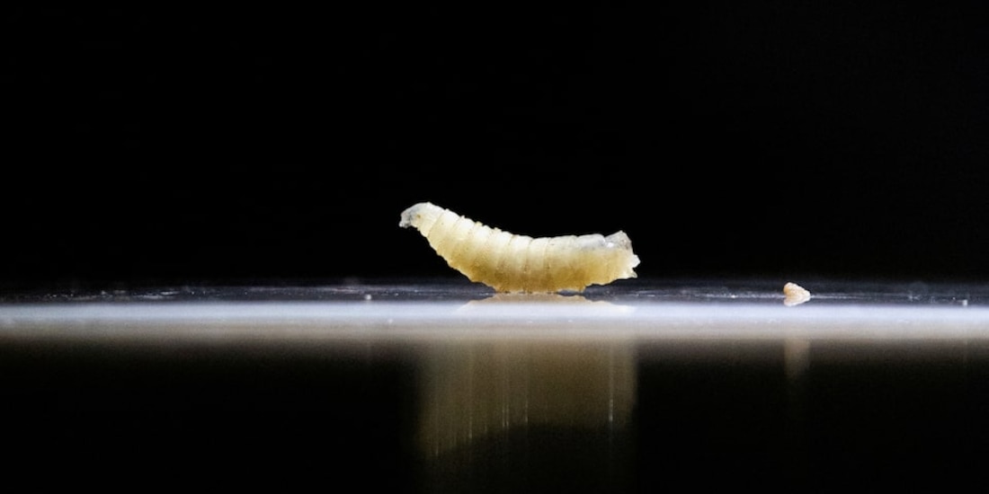 Gusano barrenador, larva de la mosca Cochliomyia hominivorax.