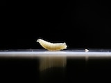 Gusano barrenador, larva de la mosca Cochliomyia hominivorax.