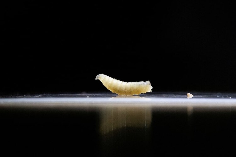 Gusano barrenador, larva de la mosca Cochliomyia hominivorax.