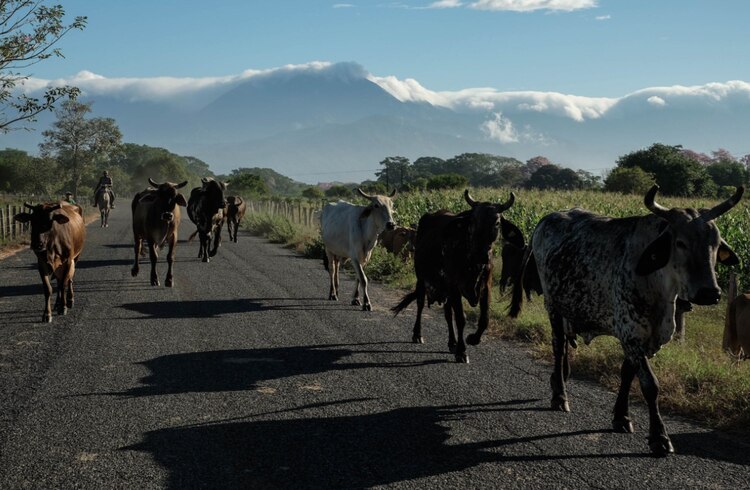 México ha solicitado instalación de planta de mosca estéril en Chiapas, asegura Berdegué.