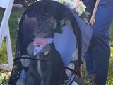 Este pequeño gatito llegó en un carro adornado con flores y vistiendo un elegante atuendo digno de una boda