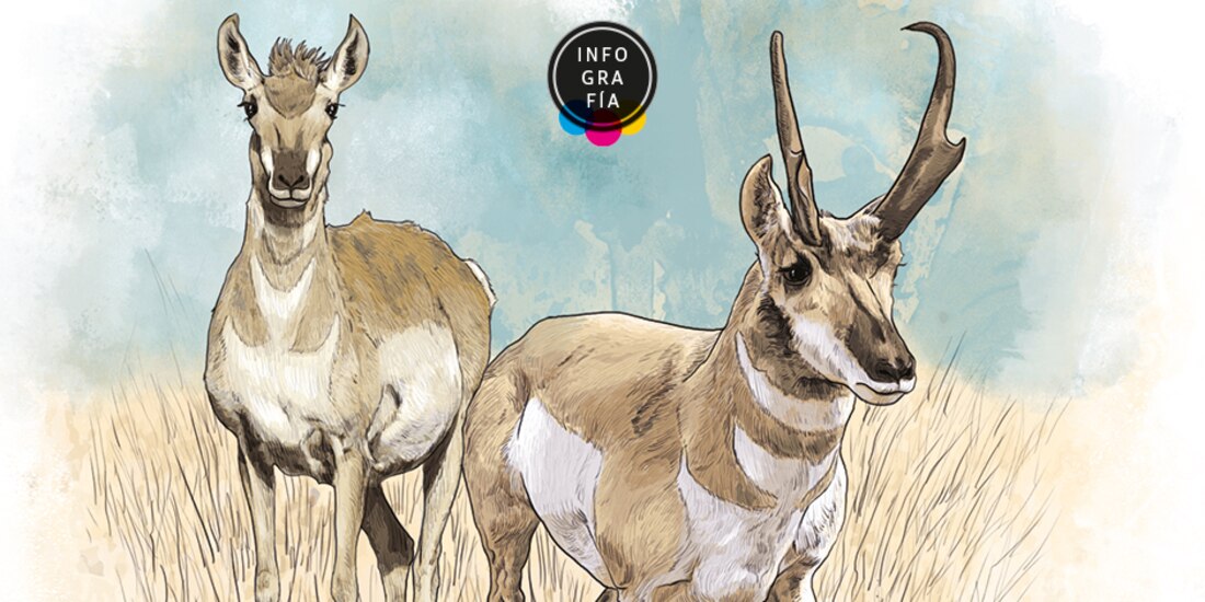 Berrendo, el mamífero más veloz de América que sobrevive a sequías, pero no a la caza