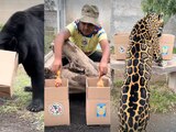 Animal Experience Mexico dejó el destino de la Final del Apertura 2023 en sus aniamales