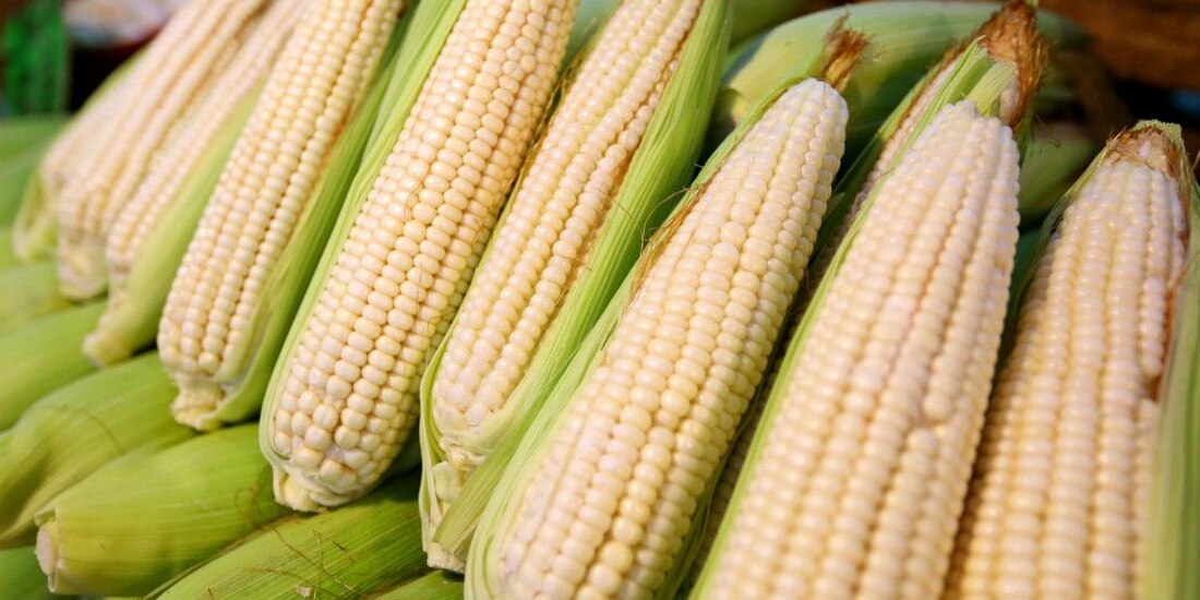 Tonelada de maíz blanco se pagará en 6 mil 050 pesos.