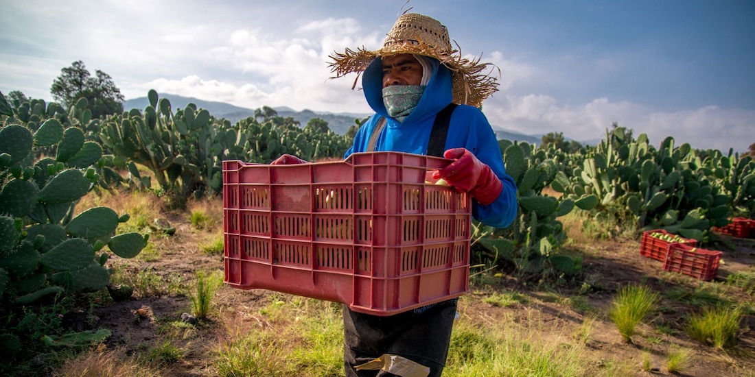 Agricultor en el campo mexicano