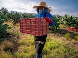 Agricultor en el campo mexicano