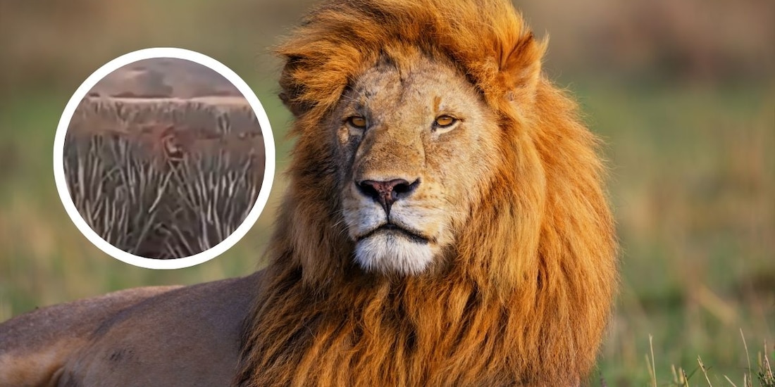 Encuentran a león suelto en medio de plantío de agave.